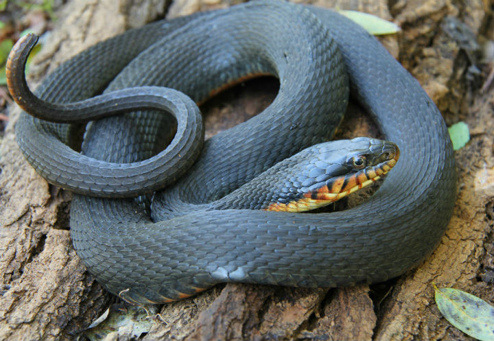 Copperbelly Water Snake